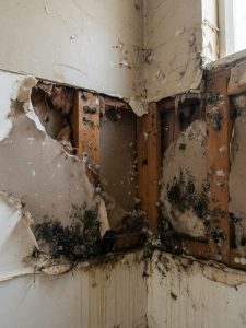 Mold Remediation Services