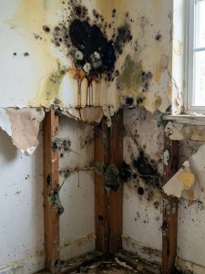 Mold Inspection and Air Quality Testing